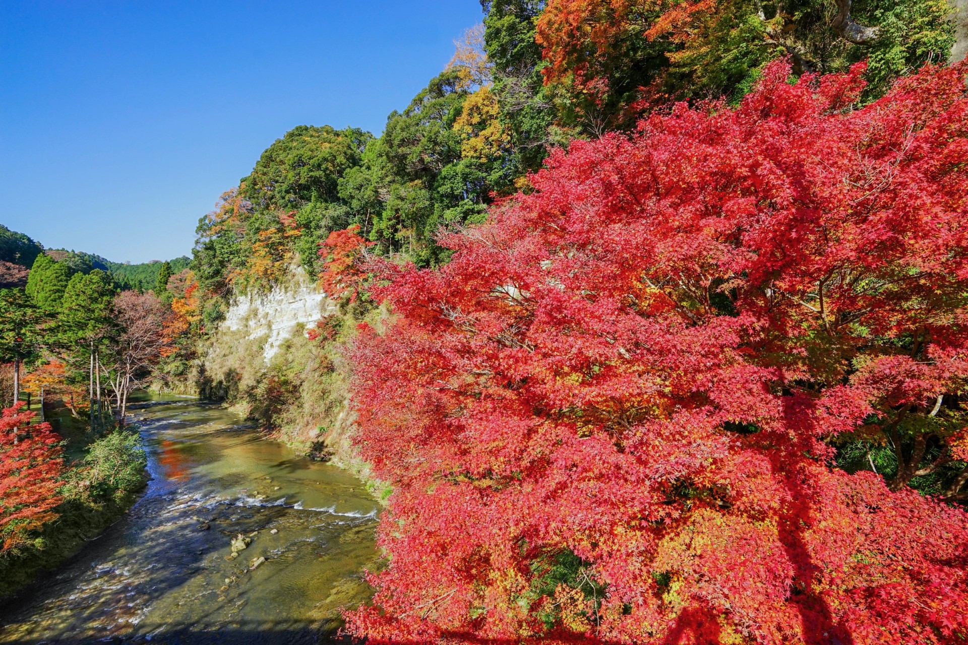 秋の紅葉